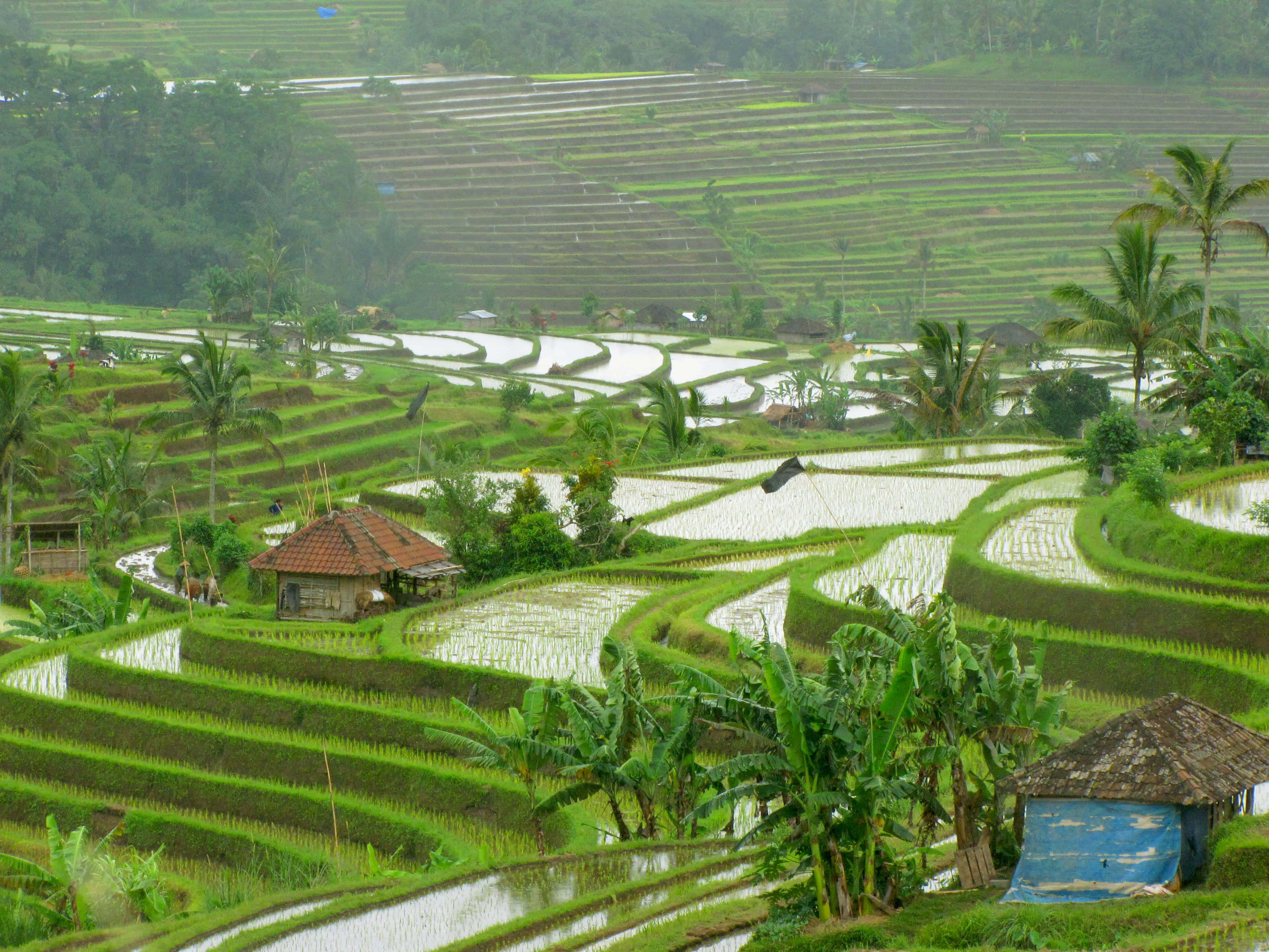 Blissful, 3648 x 2736, emerald rice terraces, 2K Desktop Wallpaper