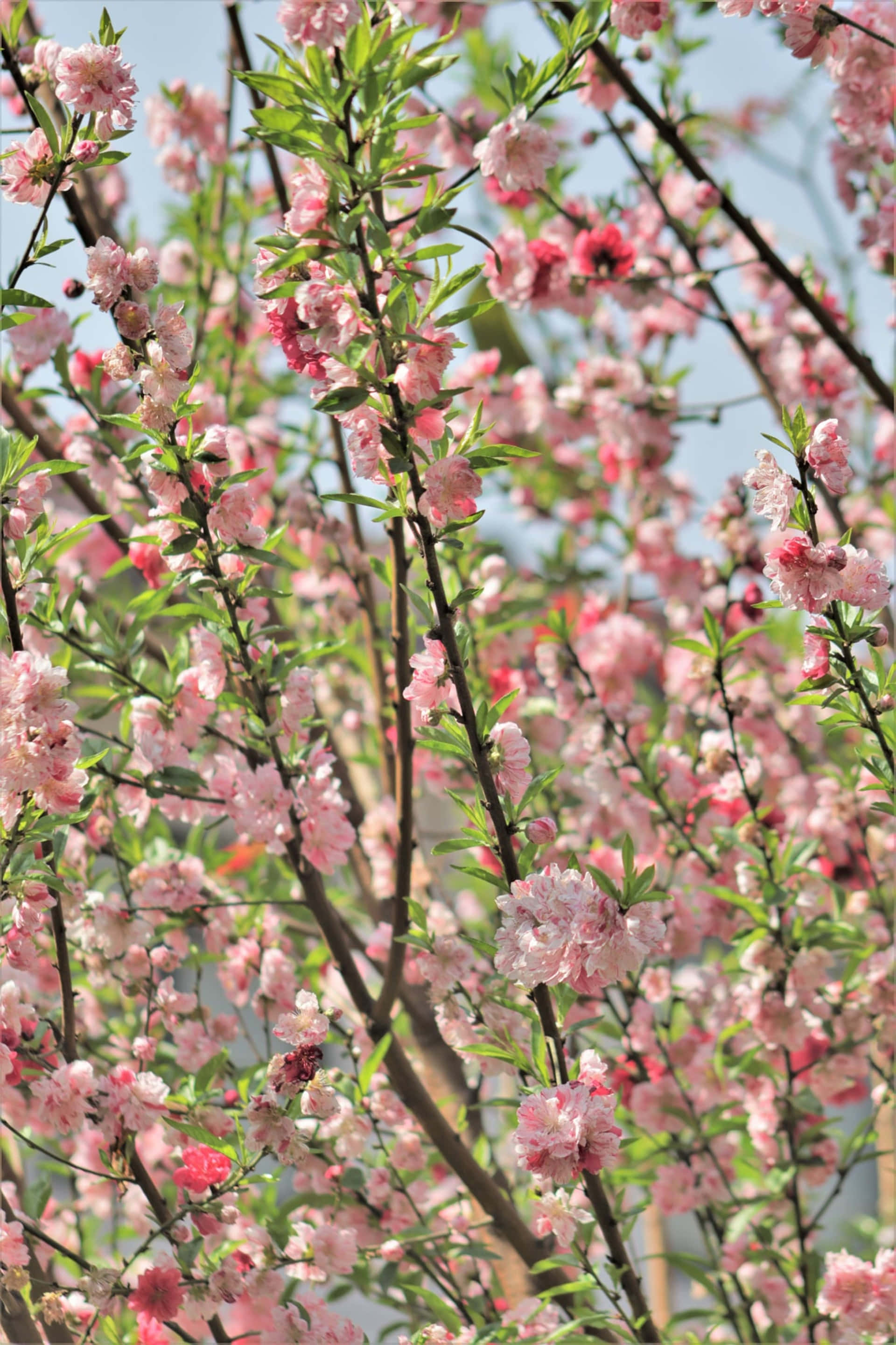 pink blossoms, fresh green leaves, flowering branches, 2K Phone Wallpaper
