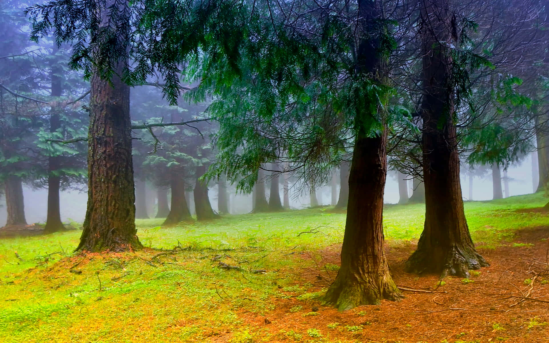 Misty forest, towering evergreen trees, vibrant green moss, Full HD Desktop Wallpaper