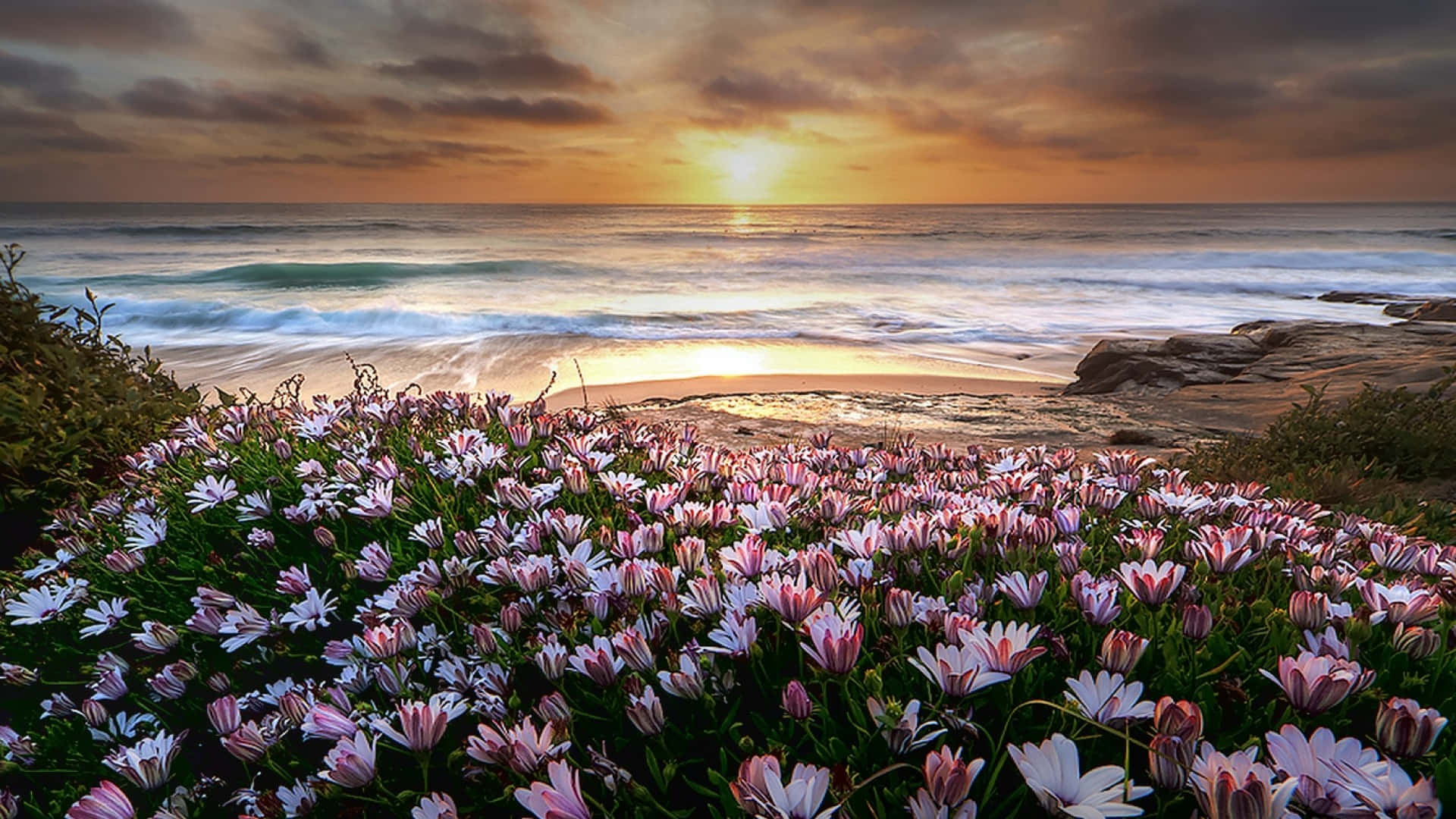 pink and white daisies, cliffside, golden sunset, Full HD Desktop Wallpaper