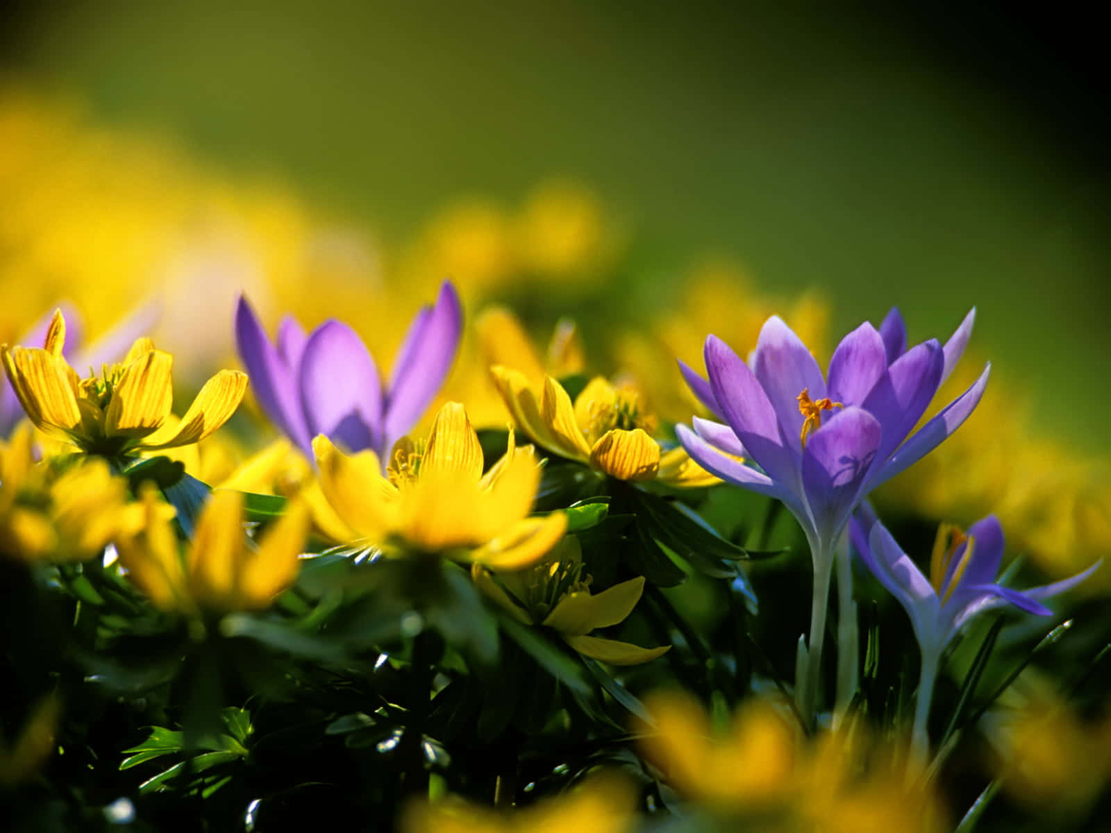 purple crocuses, yellow aconites, lush green meadow, HD Desktop Wallpaper