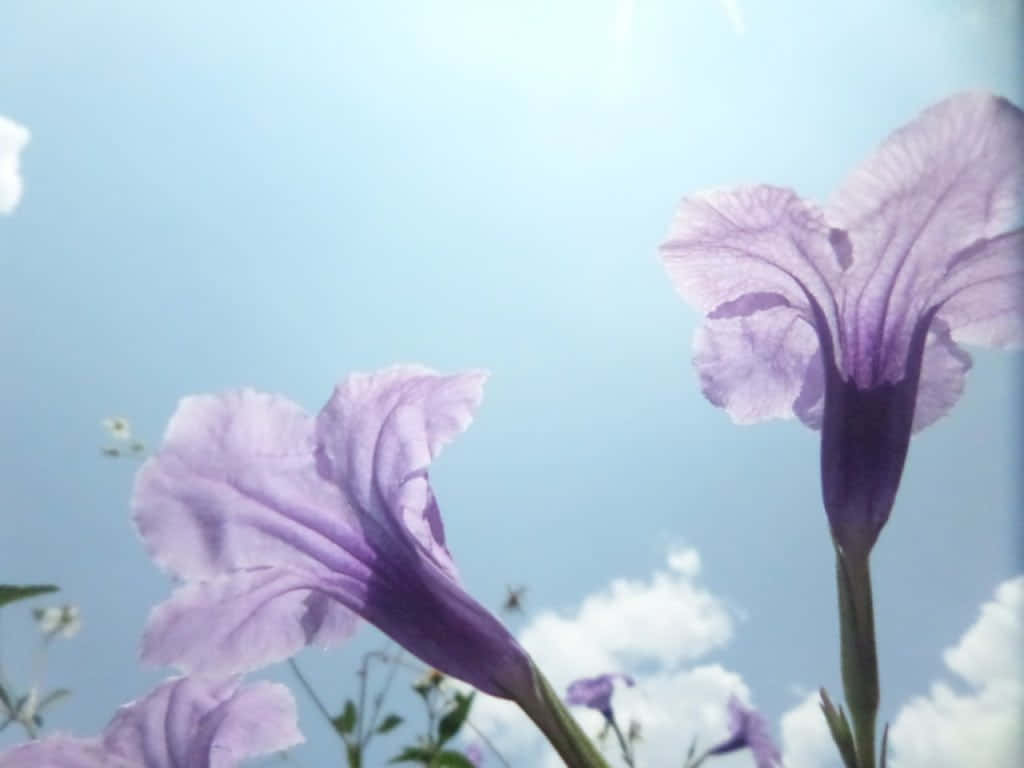 Blissful, purple flowers, bright blue sky, SD Desktop Wallpaper