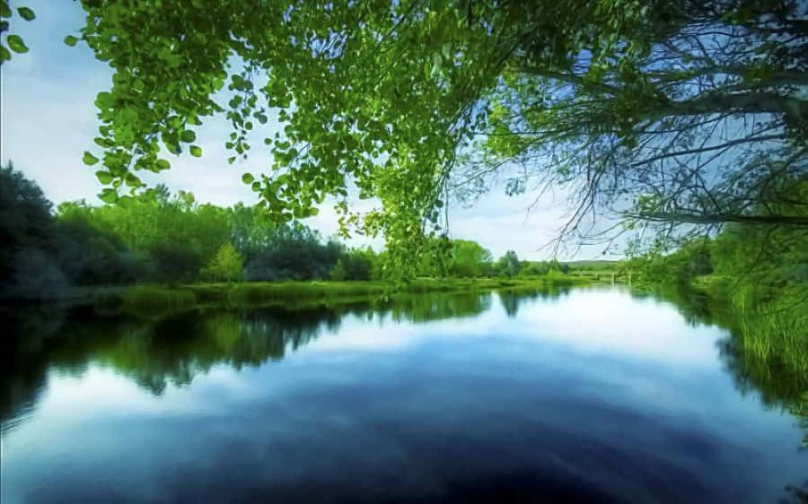 Blissful, 900 x 562, lush green trees, SD Desktop Wallpaper