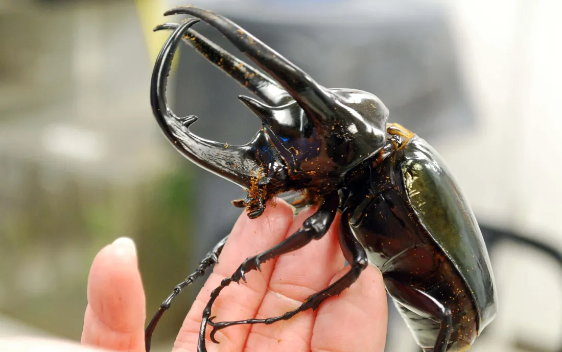 Blister Beetle