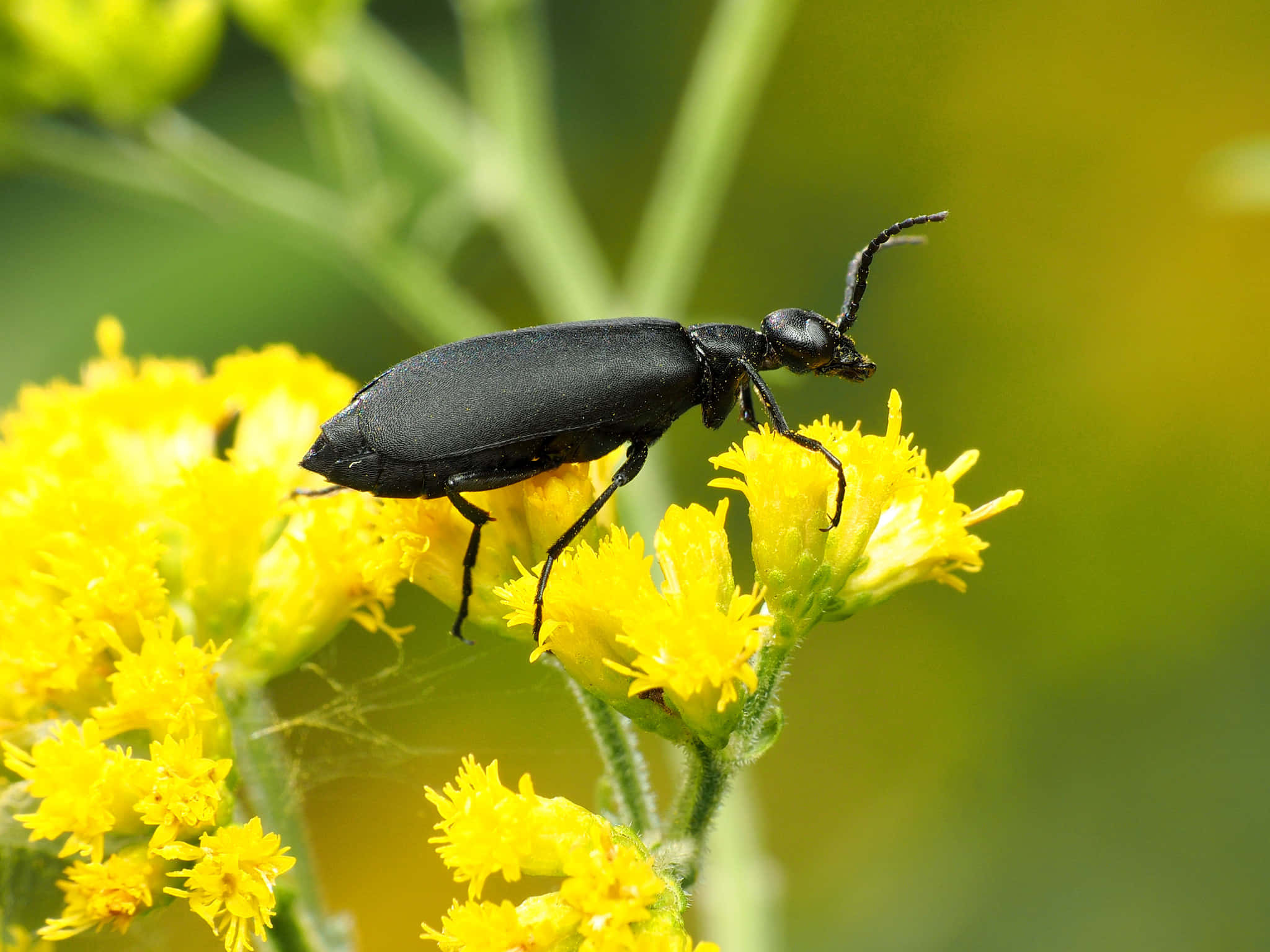 Blister Beetleon, yellow goldenrod flowers, glossy black beetle, Full HD Desktop Wallpaper