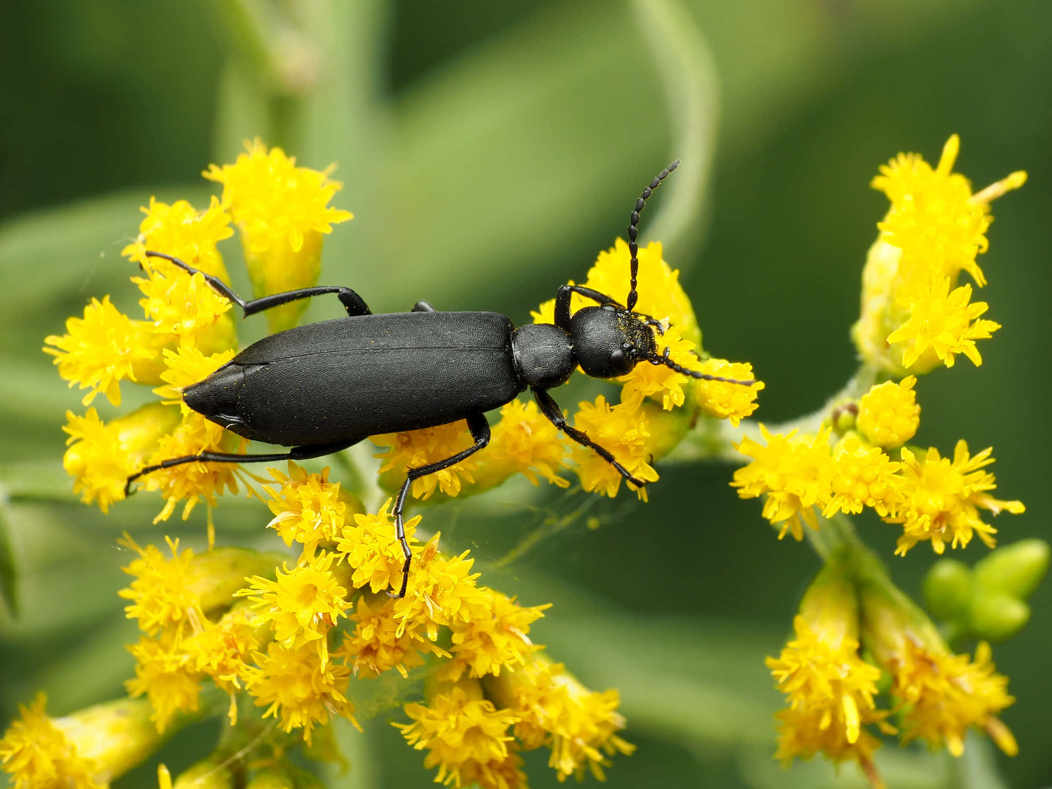 Blister Beetleon, yellow goldenrod flowers, glossy black beetle, Full HD Desktop Wallpaper