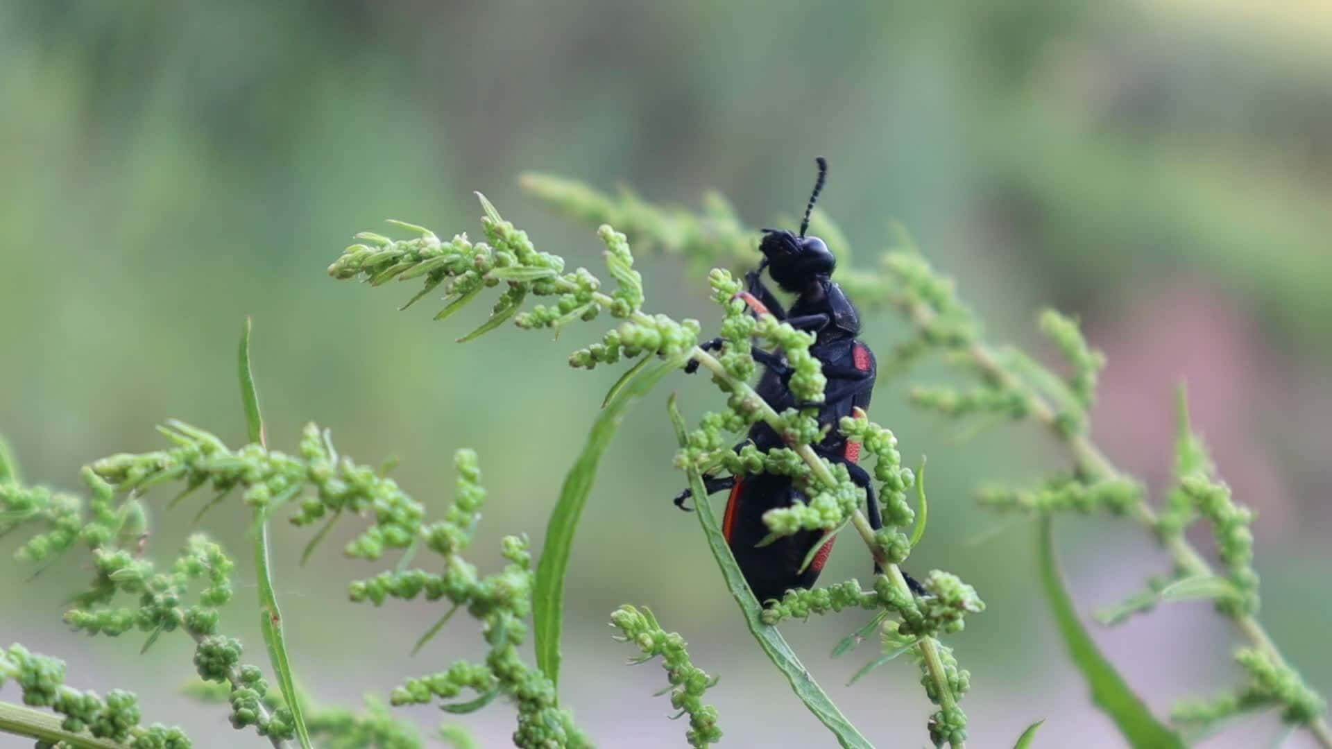 Blister Beetleon, green plant, black beetle, Full HD Desktop Wallpaper