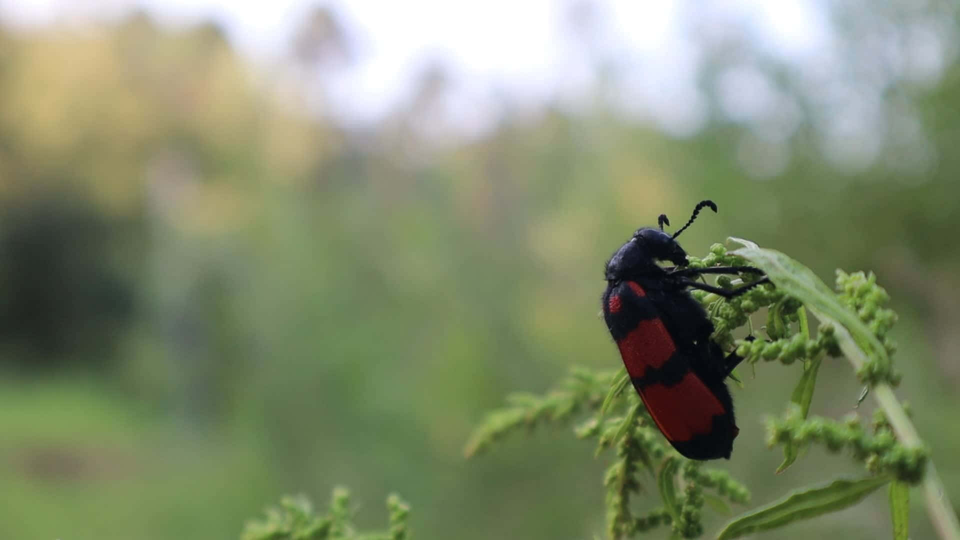 Blister Beetleon, green leaf, red and black beetle, Full HD Desktop Wallpaper
