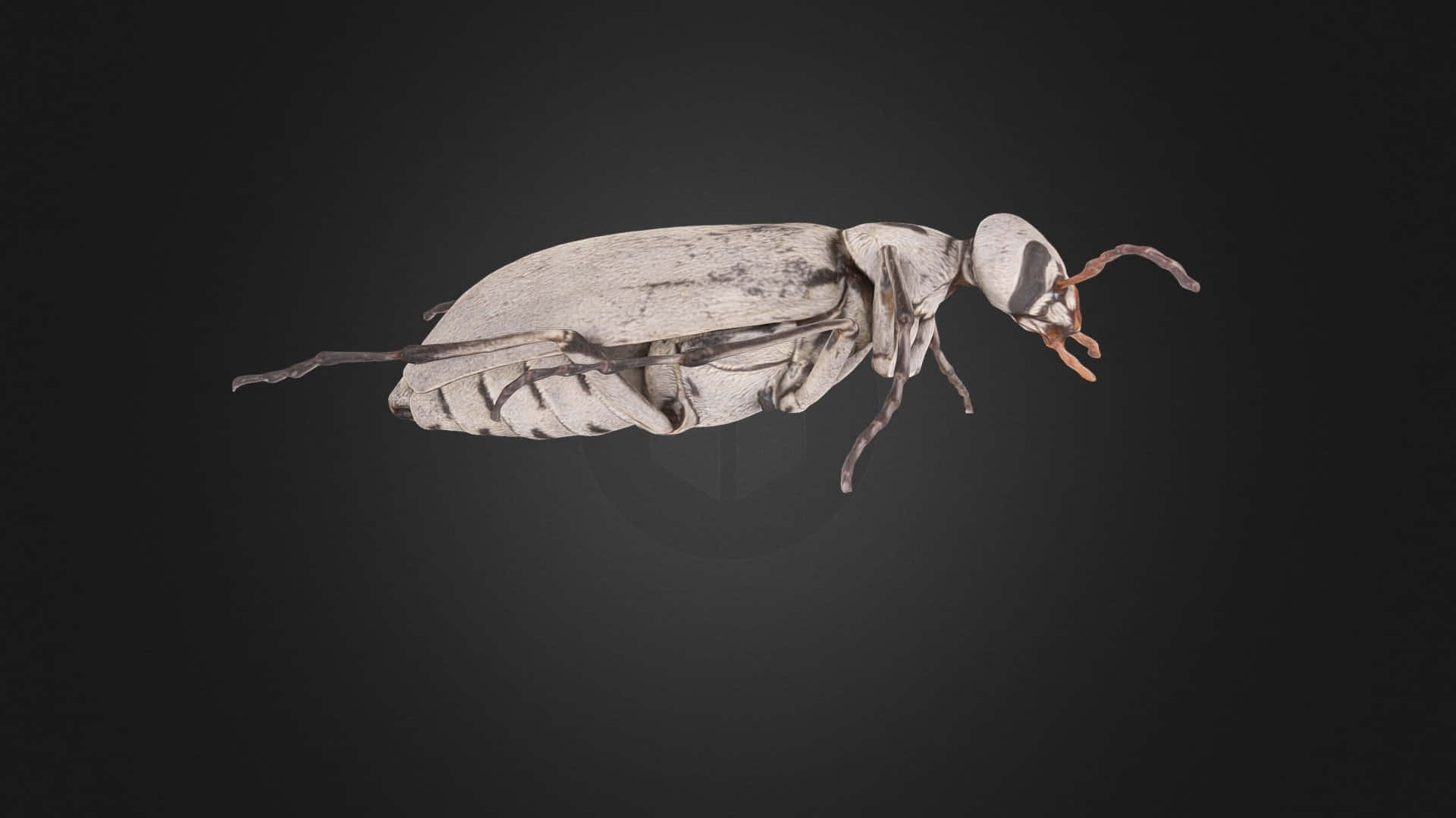 Blister Beetle, white textured beetle, orange antennae, Full HD Desktop Wallpaper