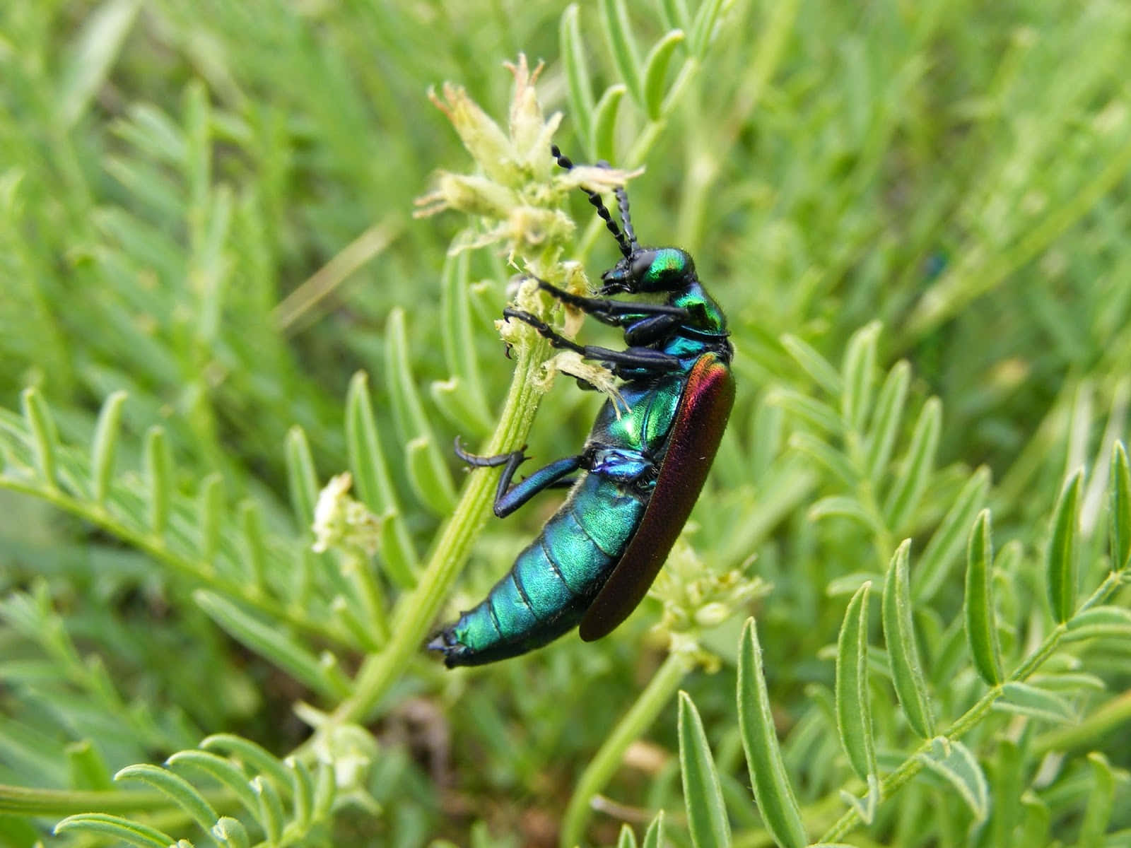 Blister Beetleon, greenery, metallic green, HD Desktop Wallpaper