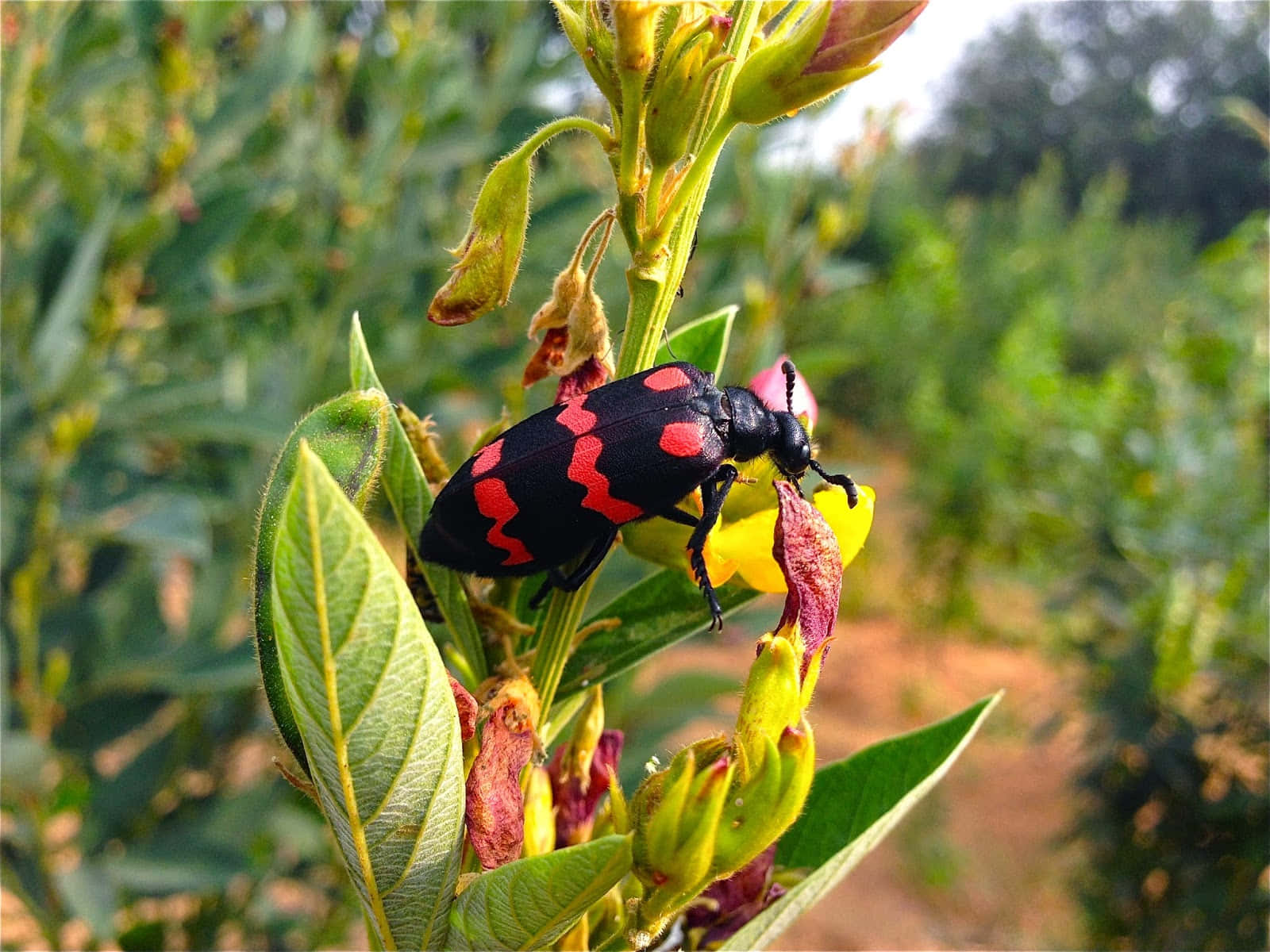 Blister Beetleon, black and red beetle, zigzag patterns, HD Desktop Wallpaper