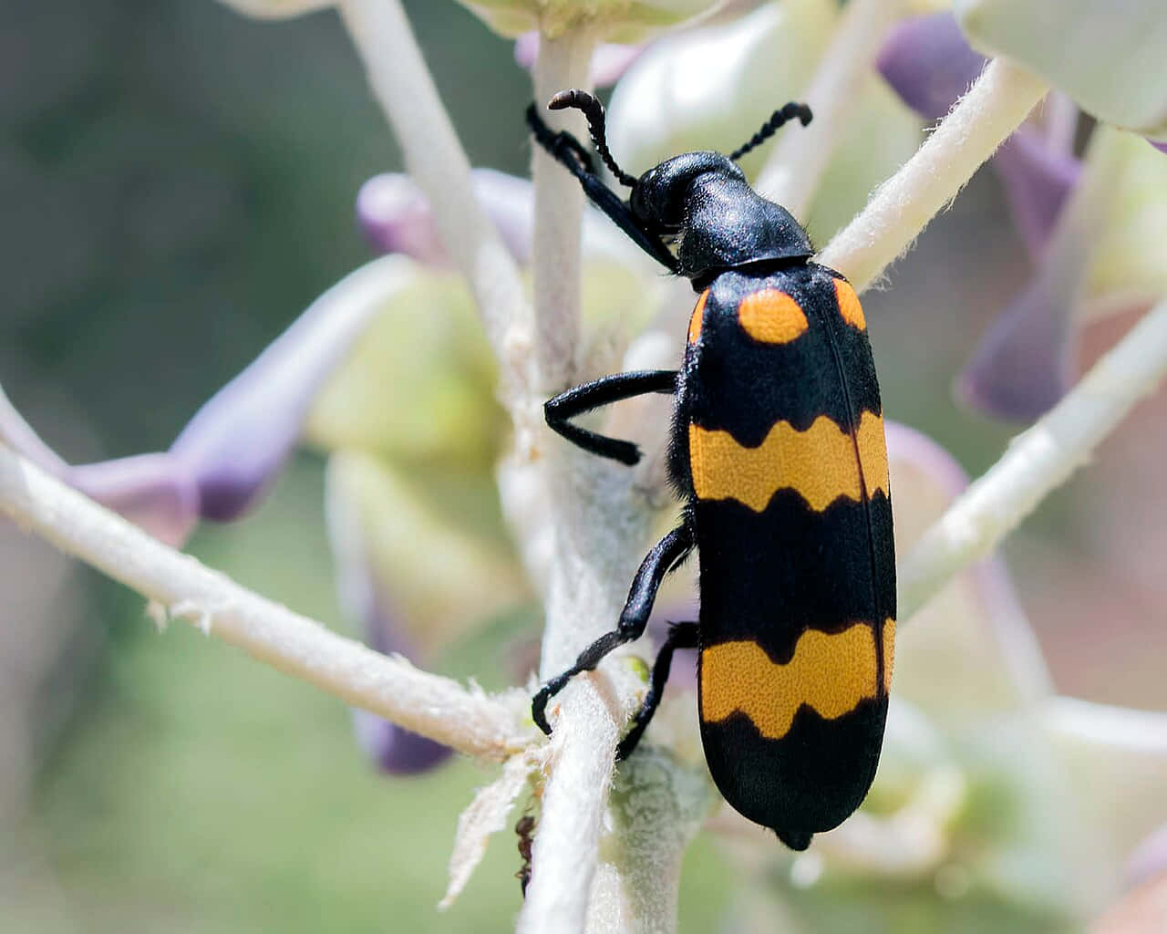 Blister Beetleon, black and yellow beetle, orange spots, HD Desktop Wallpaper