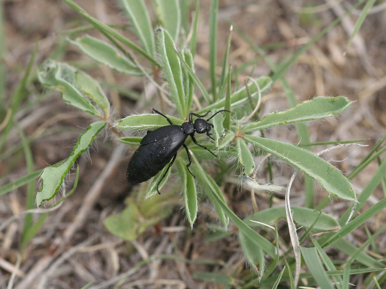 Blister Beetleon, green plant, glossy black beetle, HD Desktop Wallpaper