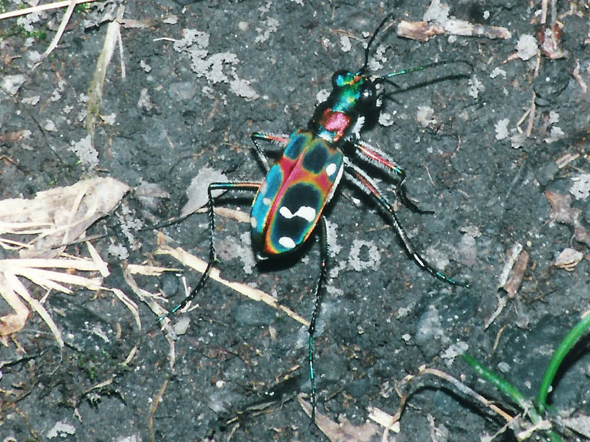 colorful blister beetle, iridescent tiger beetle, rainbow hues, SD Desktop Wallpaper