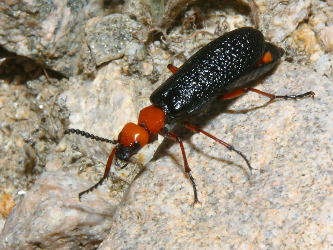 Blister Beetleon, black and orange, textured shell, SD Desktop Wallpaper
