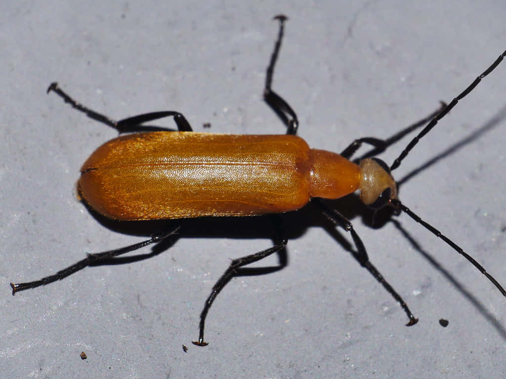 Blister Beetleon, bright orange, black legs, SD Desktop Wallpaper
