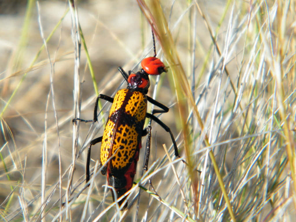 Colorful Blister Beetlein Grass, yellow and black spotted beetle, red head, SD Desktop Wallpaper