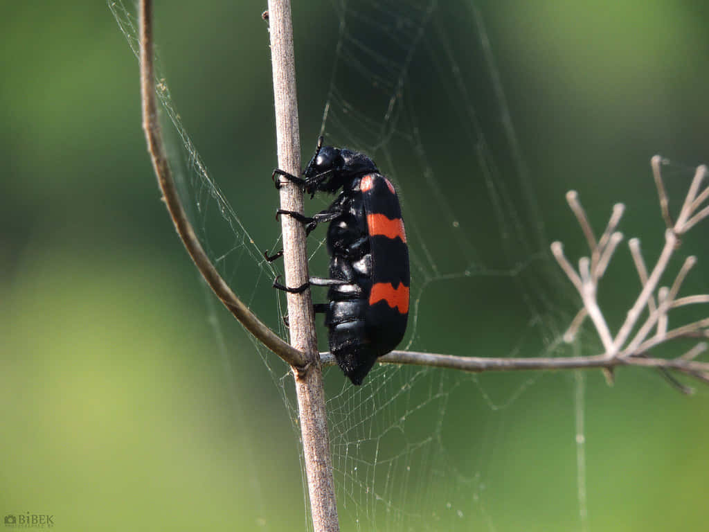 Blister Beetleon, black and orange beetle, twig, SD Desktop Wallpaper
