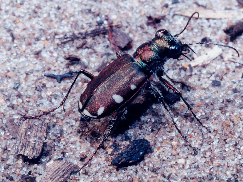 Blister Beetleon, metallic green, white spots, SD Desktop Wallpaper