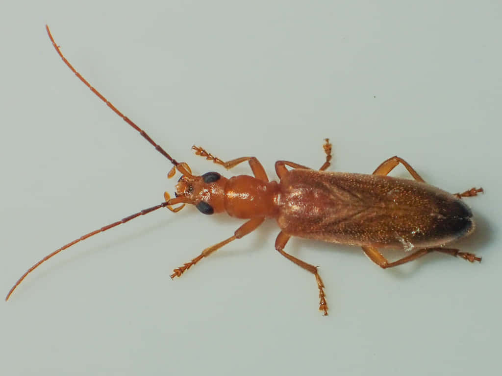 Blister Beetle, orange, long antennae, SD Desktop Wallpaper