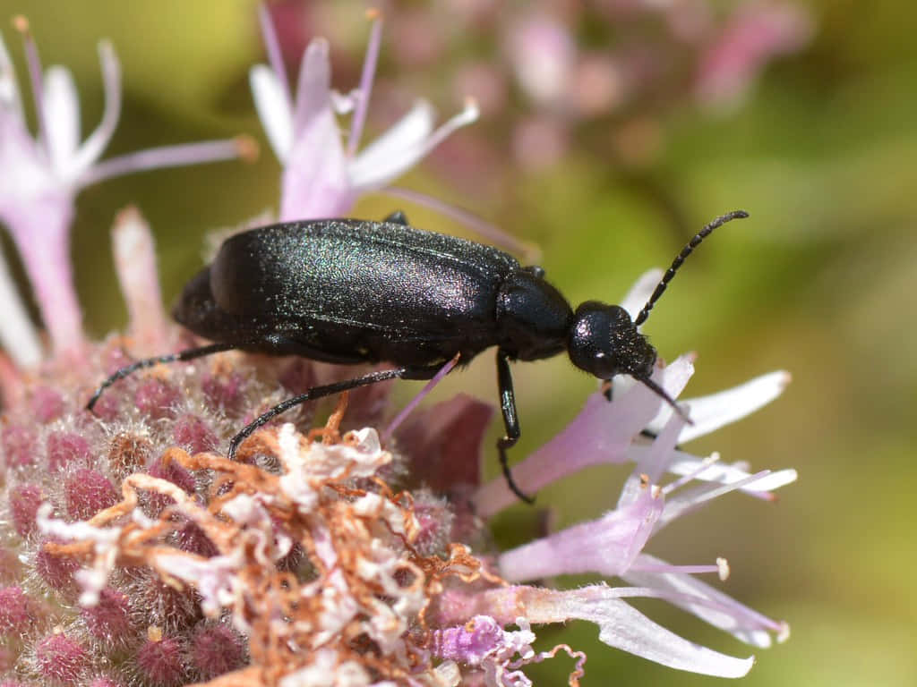 Blister Beetleon, purple flower, shiny black beetle, SD Desktop Wallpaper