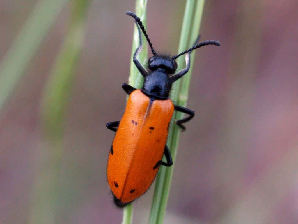 Blister Beetleon, grass blade, vibrant orange, SD Desktop Wallpaper
