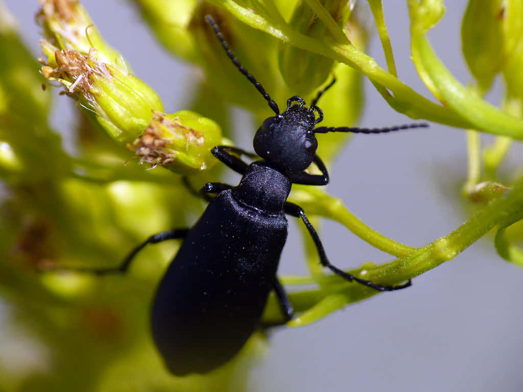 Blister Beetleon, glossy black, long antennae, SD Desktop Wallpaper