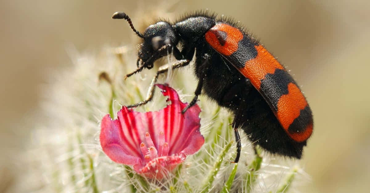 Blister Beetleon, black and orange, fuzzy pink flower petal, SD Desktop Wallpaper