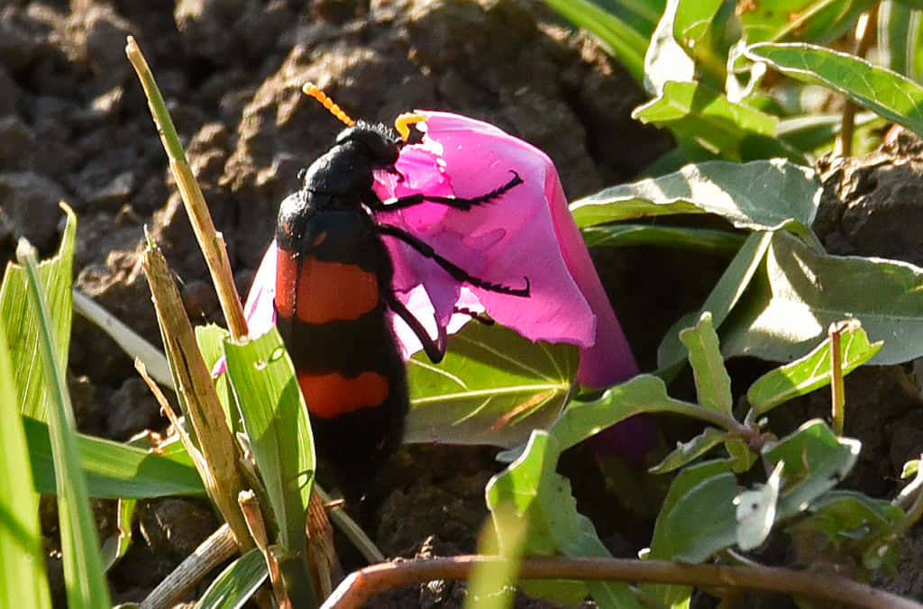 Blister Beetleon, pink flower, black and orange beetle, SD Desktop Wallpaper