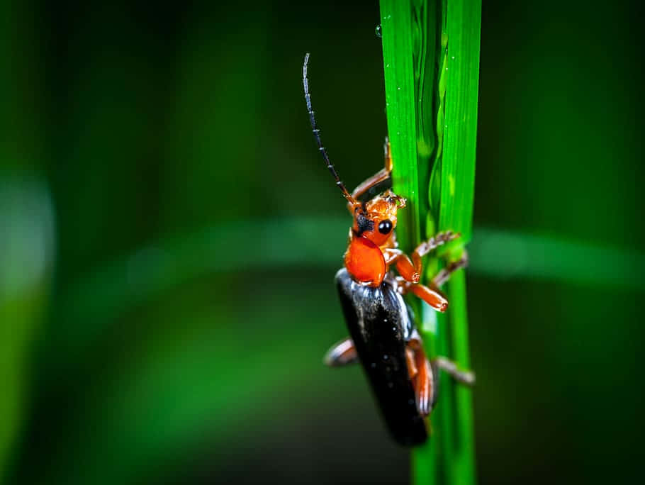 Blister Beetleon, grass blade, vibrant orange, SD Desktop Wallpaper