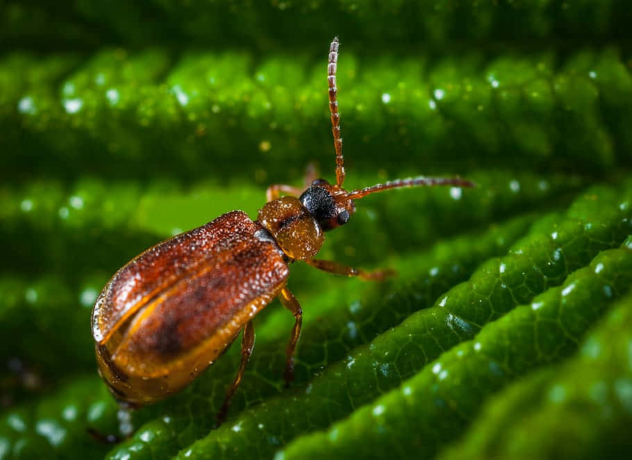 Blister Beetleon, green leaf, brown beetle, SD Desktop Wallpaper