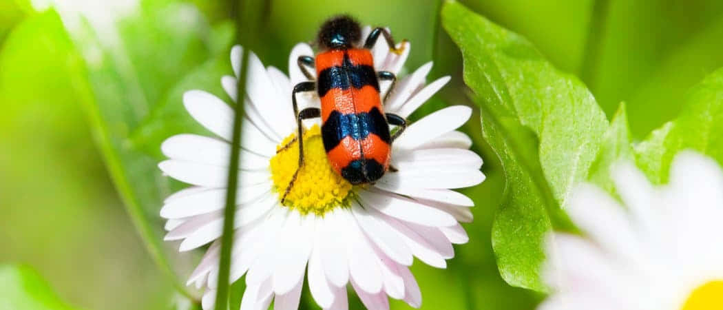 Blister Beetleon, daisy flower, vibrant red, SD Desktop Wallpaper