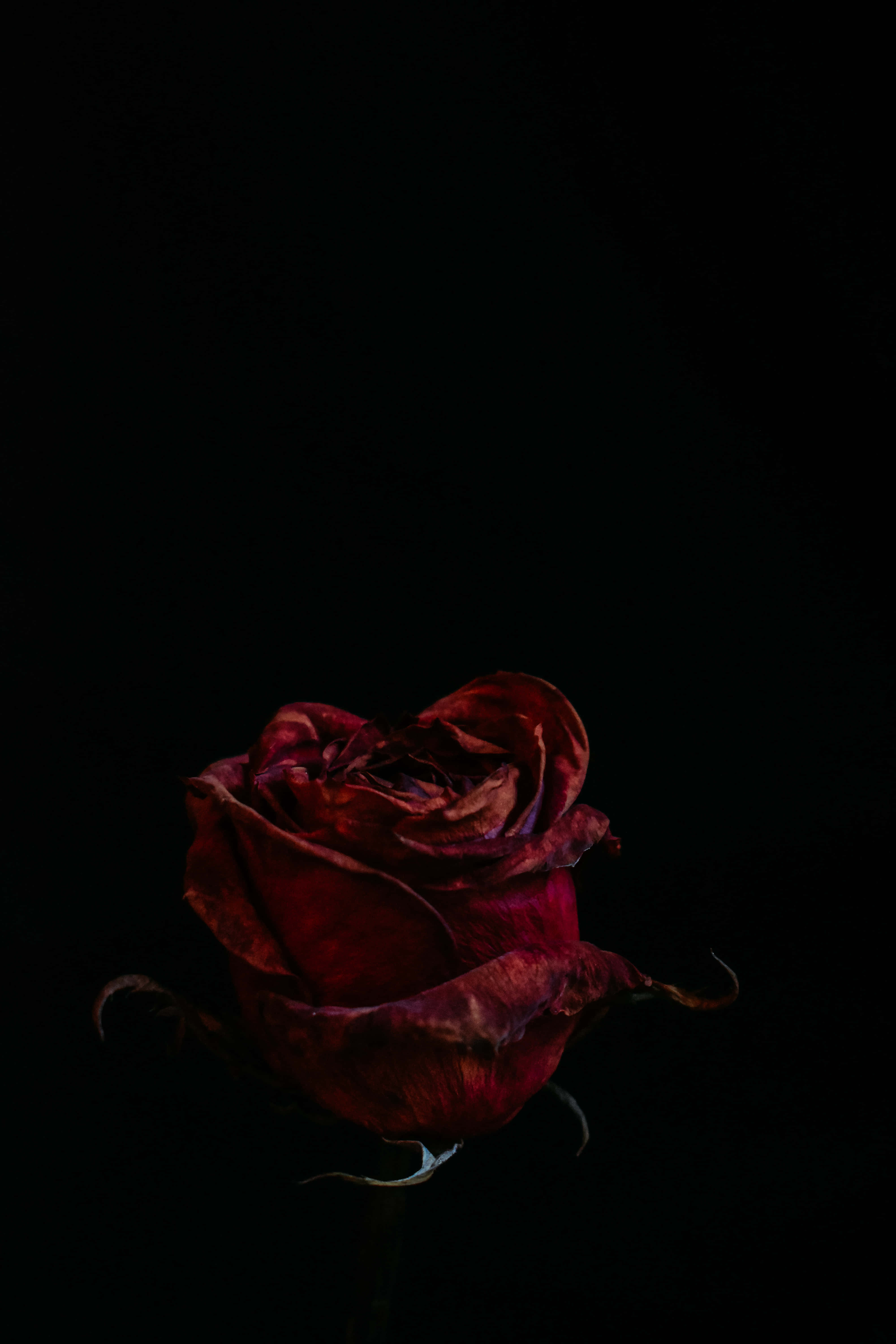Blood Aesthetic, red rose, pitch black background, 5K Phone Wallpaper