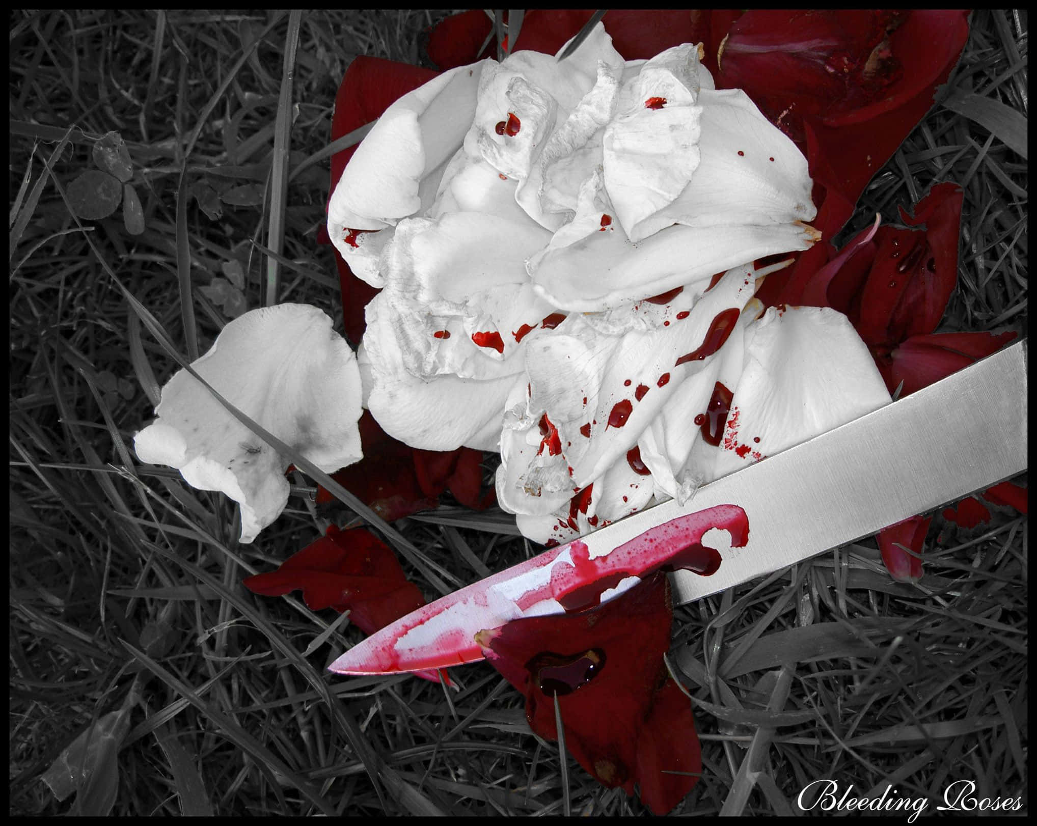 Blood Aesthetic, black and white photo, bloodied knife, Full HD Desktop Wallpaper