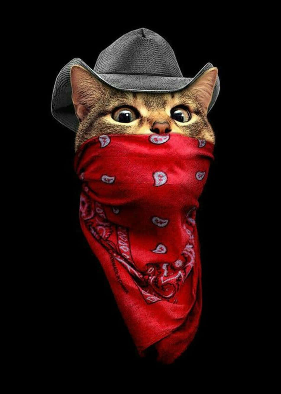 Blood Gang, kitty cat mask, gray cowboy hat, HD Phone Wallpaper