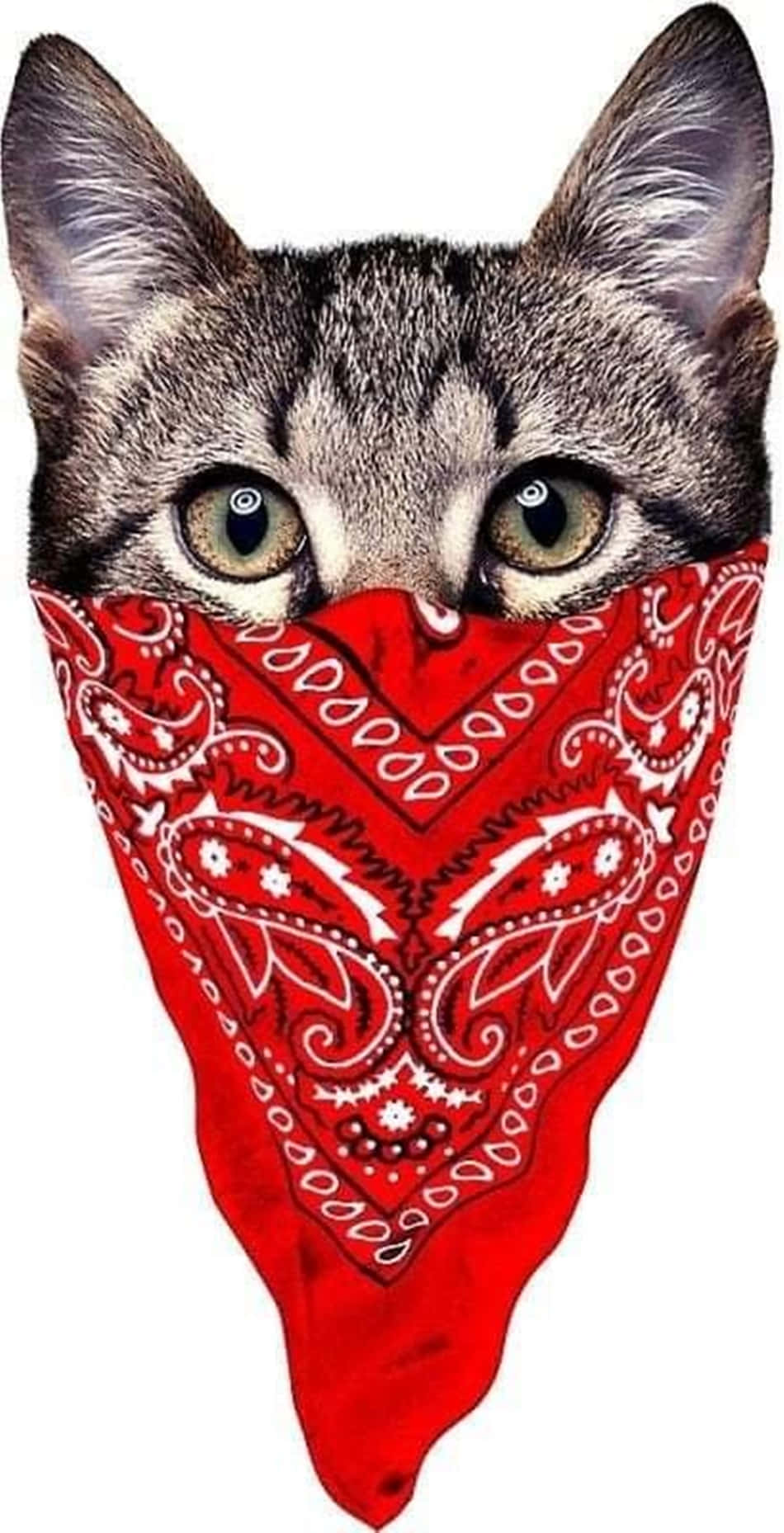 Blood Gang, gray tabby cat, wide green eyes, HD Phone Wallpaper