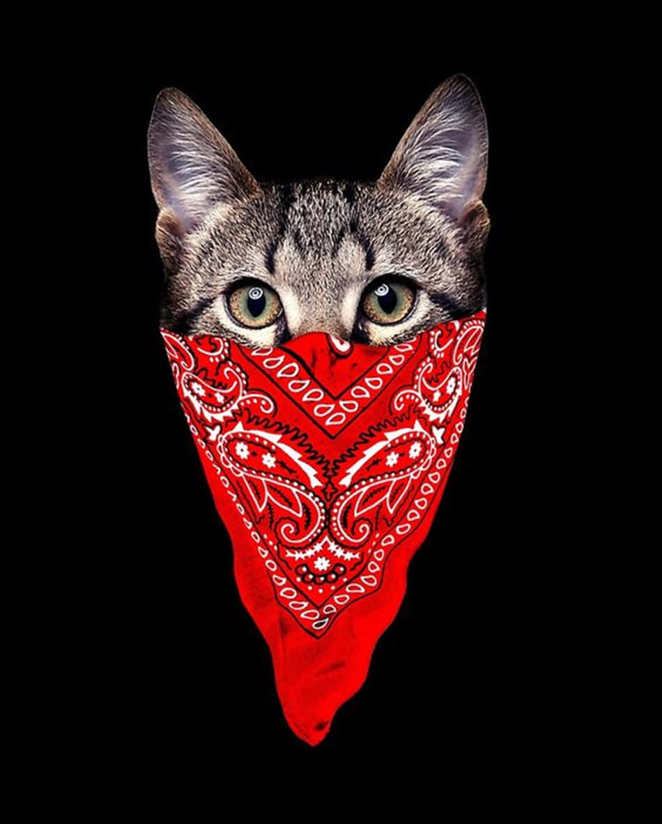 Blood Gang, gray tabby cat, intense green eyes, SD Phone Wallpaper