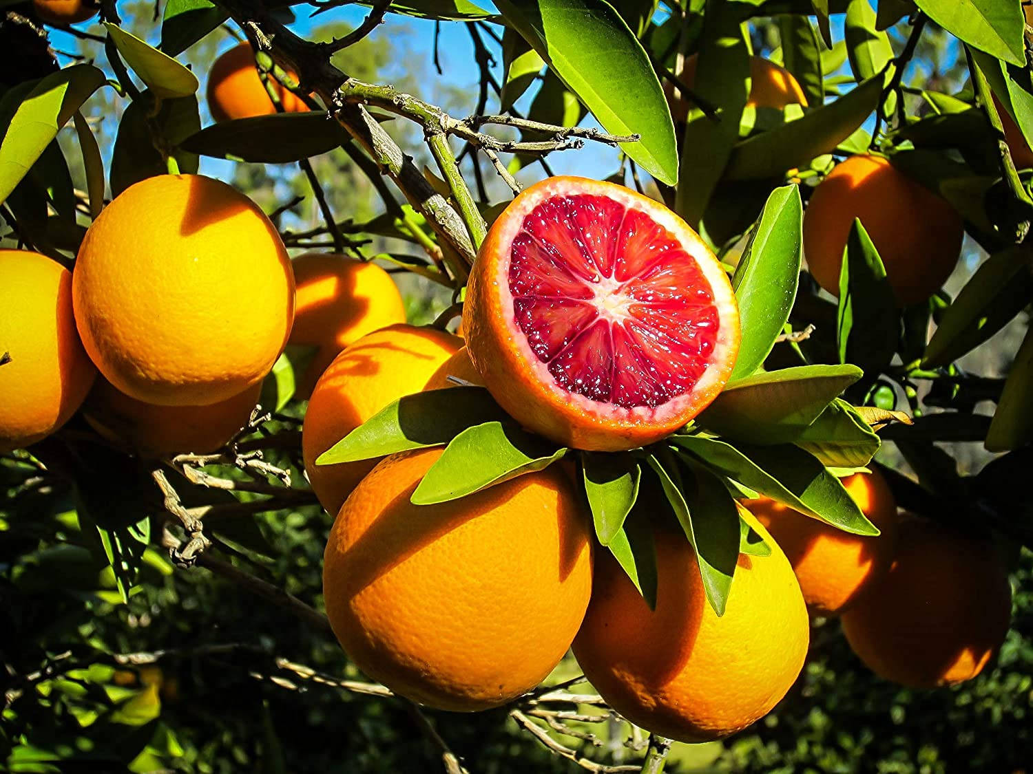 Blood Orange, citrus fruit tree, sunshine, HD Desktop Wallpaper