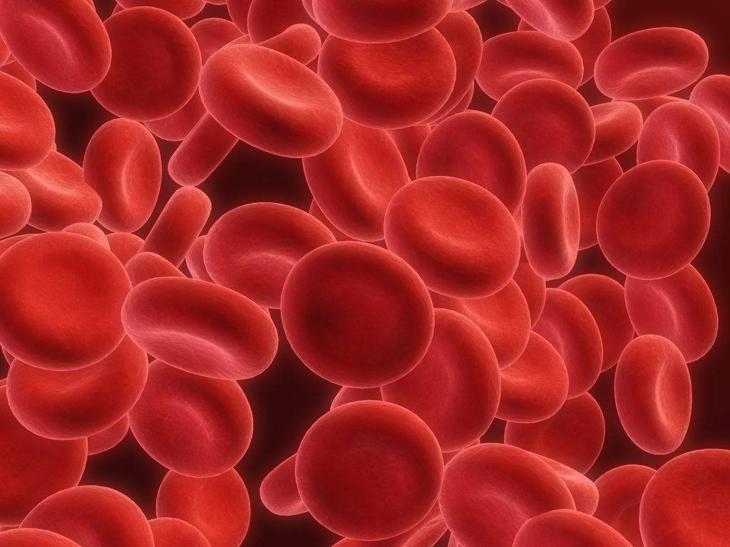 blood cells, deep crimson liquid, microscopic view, SD Desktop Wallpaper