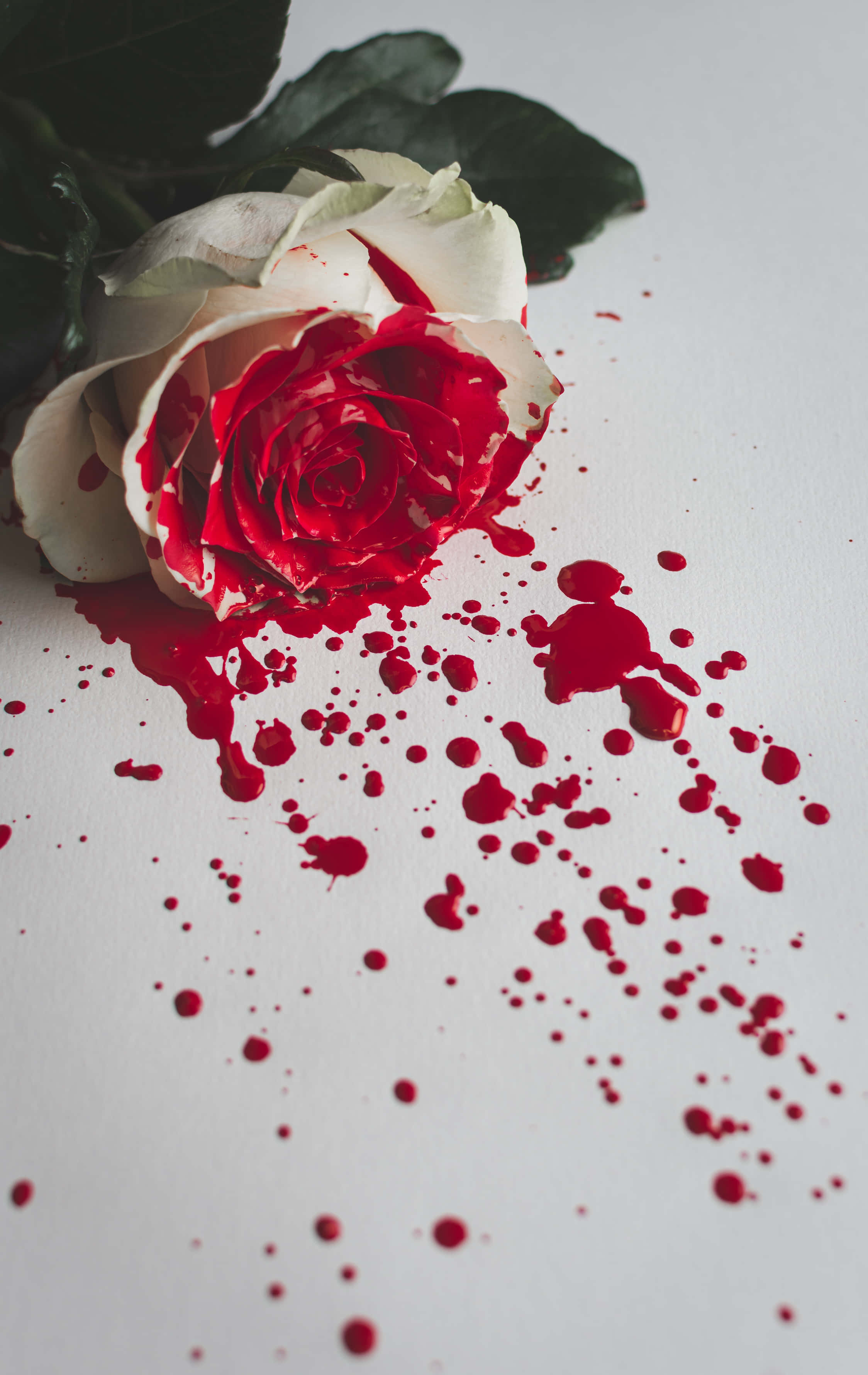 white rose, red paint splatters, plain white surface, 2K Phone Wallpaper
