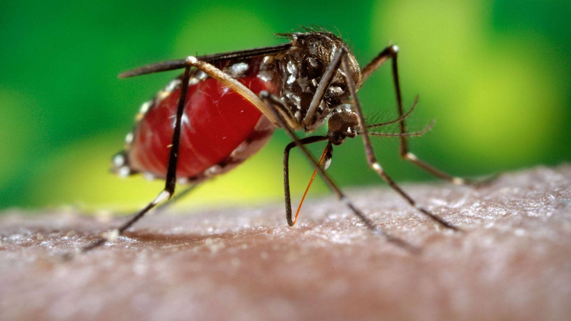 mosquito, human skin, bloated red abdomen, Full HD Desktop Wallpaper