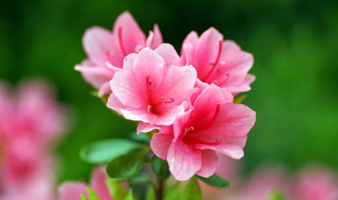Vibrant Blooming Flowers, pink azalea blossoms, delicate stamens, HD Desktop Wallpaper