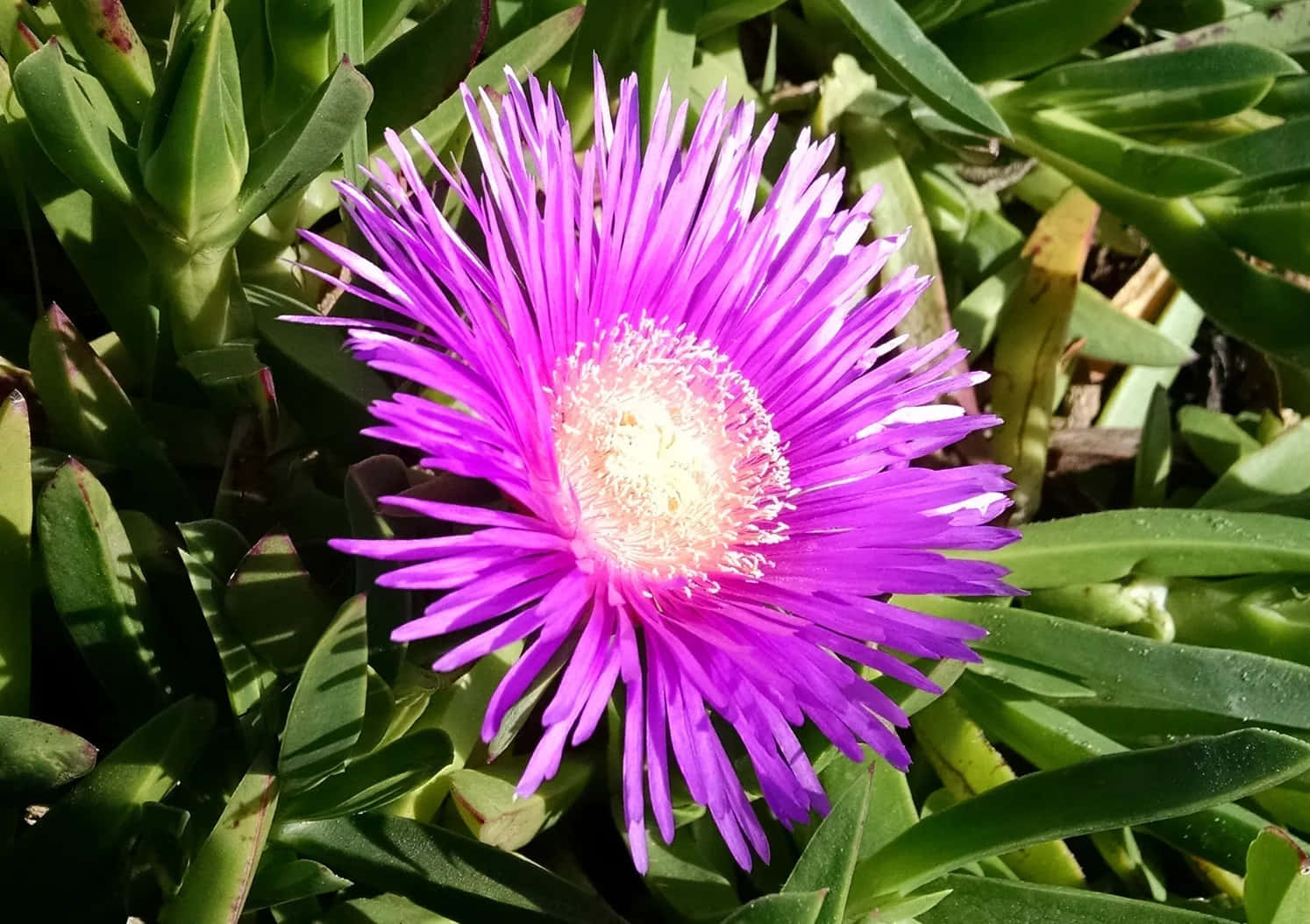 blooming flowers, vibrant purple flower, spiky petals, HD Desktop Wallpaper