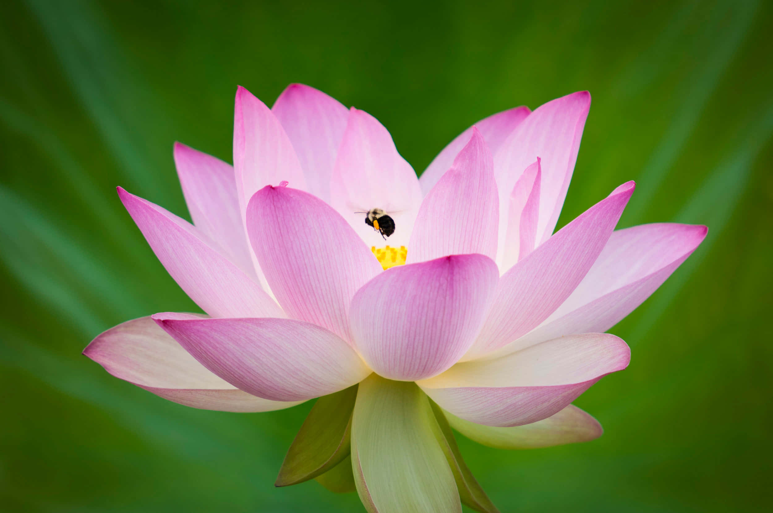 blooming flowers, pink lotus flower, bee, Full HD Desktop Wallpaper