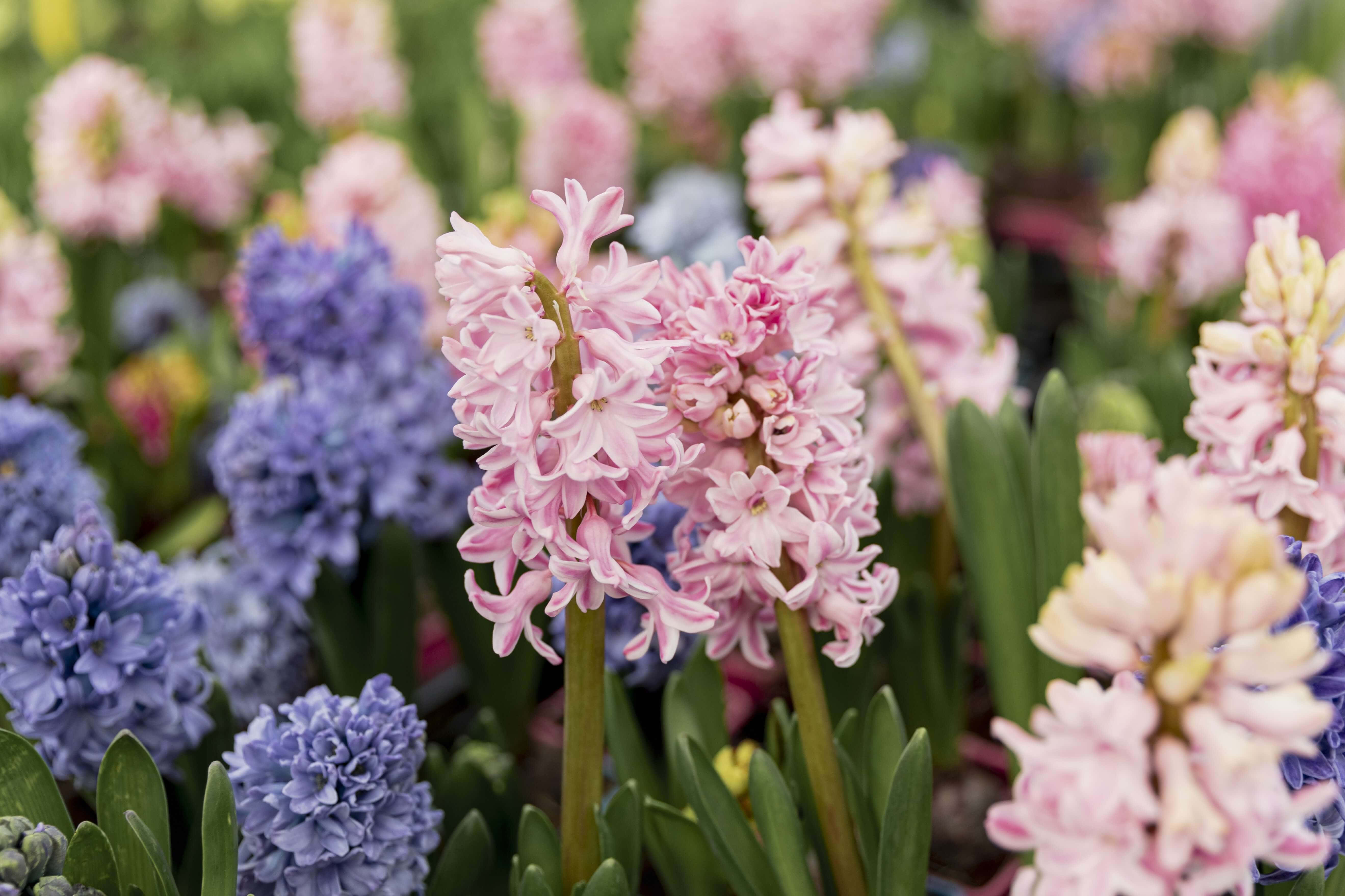 blooming flowers, pink hyacinth, purple hyacinth, 5K Desktop Wallpaper