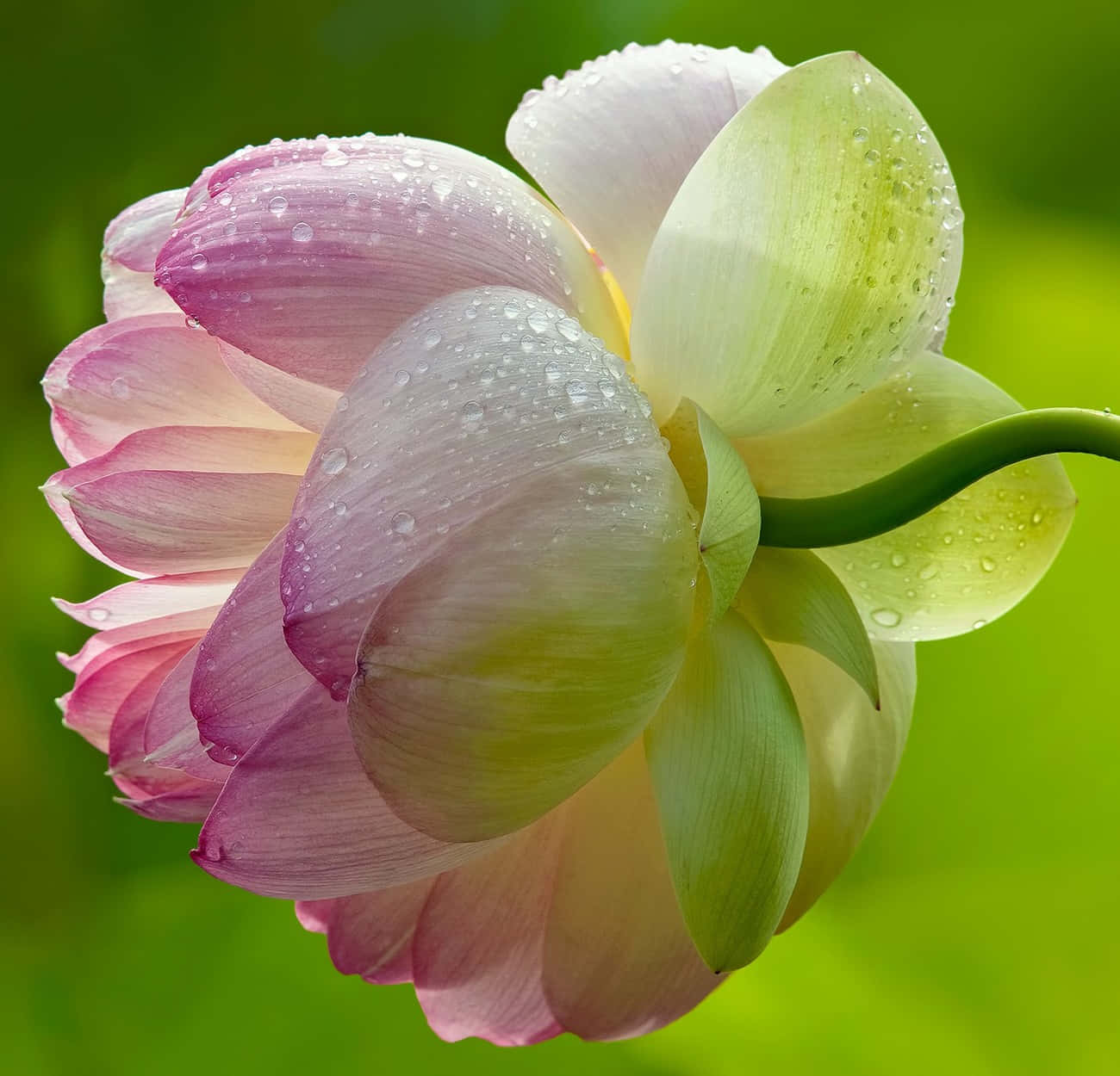 pink and white lotus flower, dew drops glistening on its petals, soft green background, HD Desktop Wallpaper