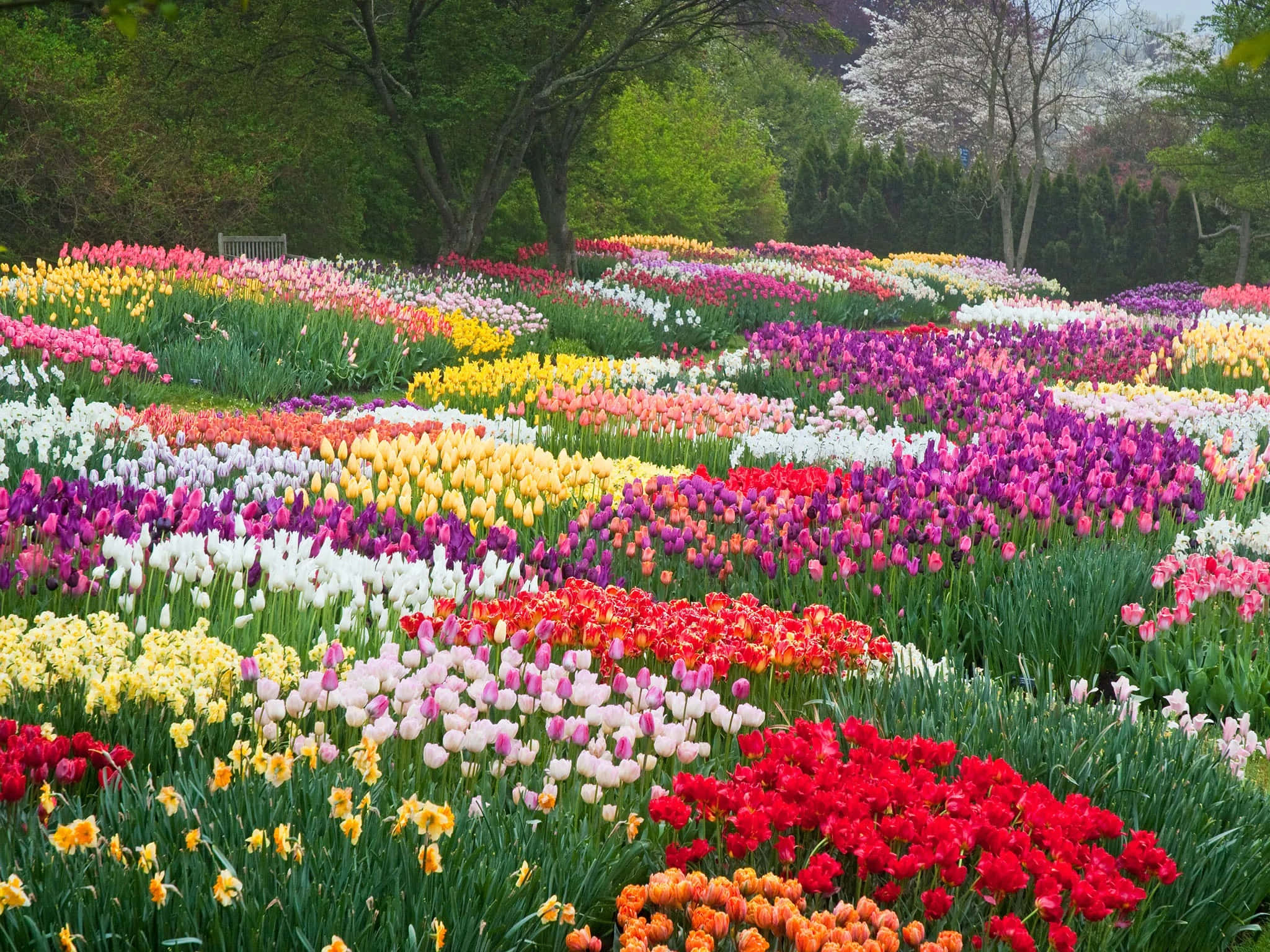 blooming flowers, tulips, red, Full HD Desktop Wallpaper