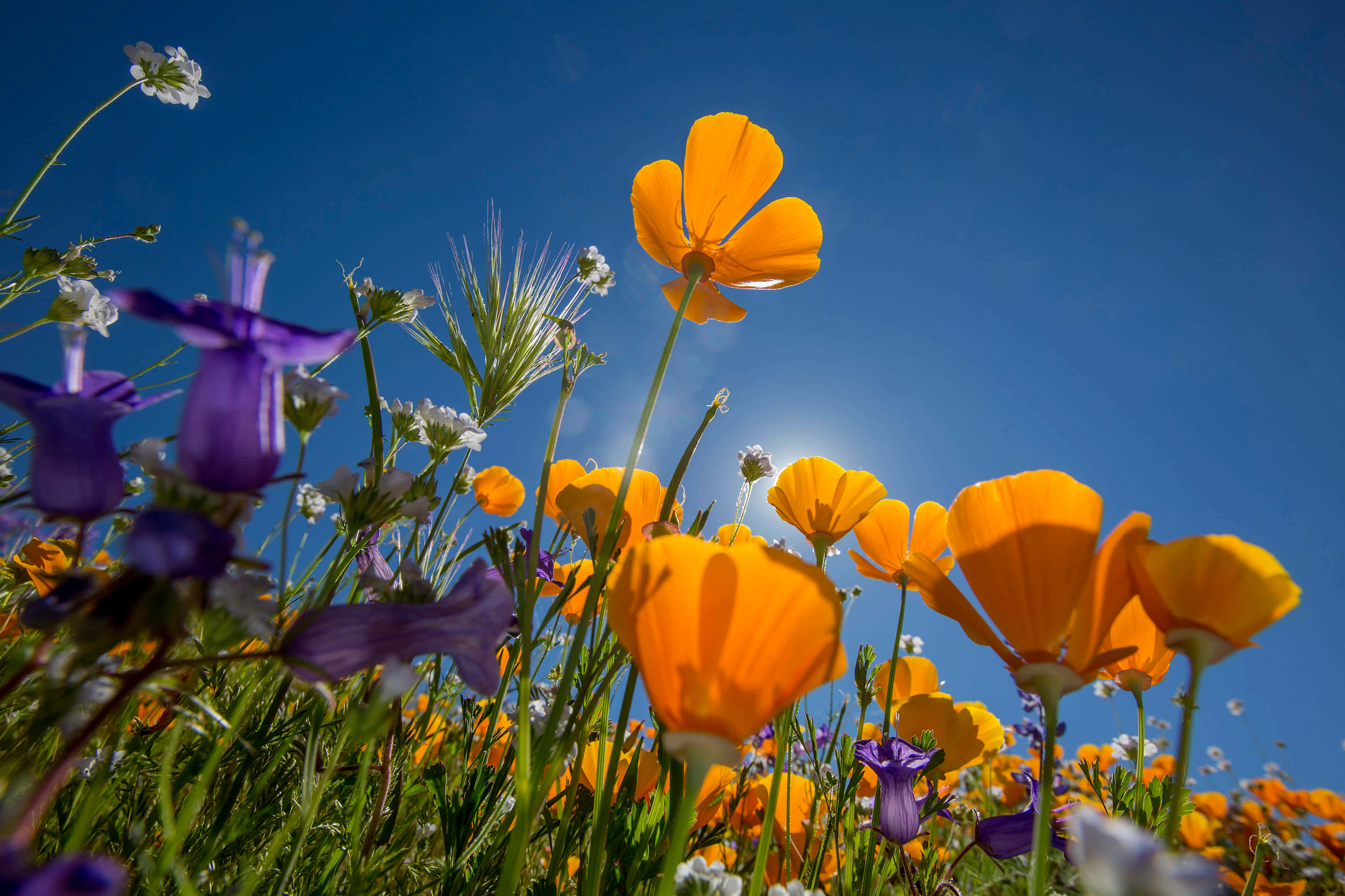 Blooming Flowers, orange, purple, 2K Desktop Wallpaper