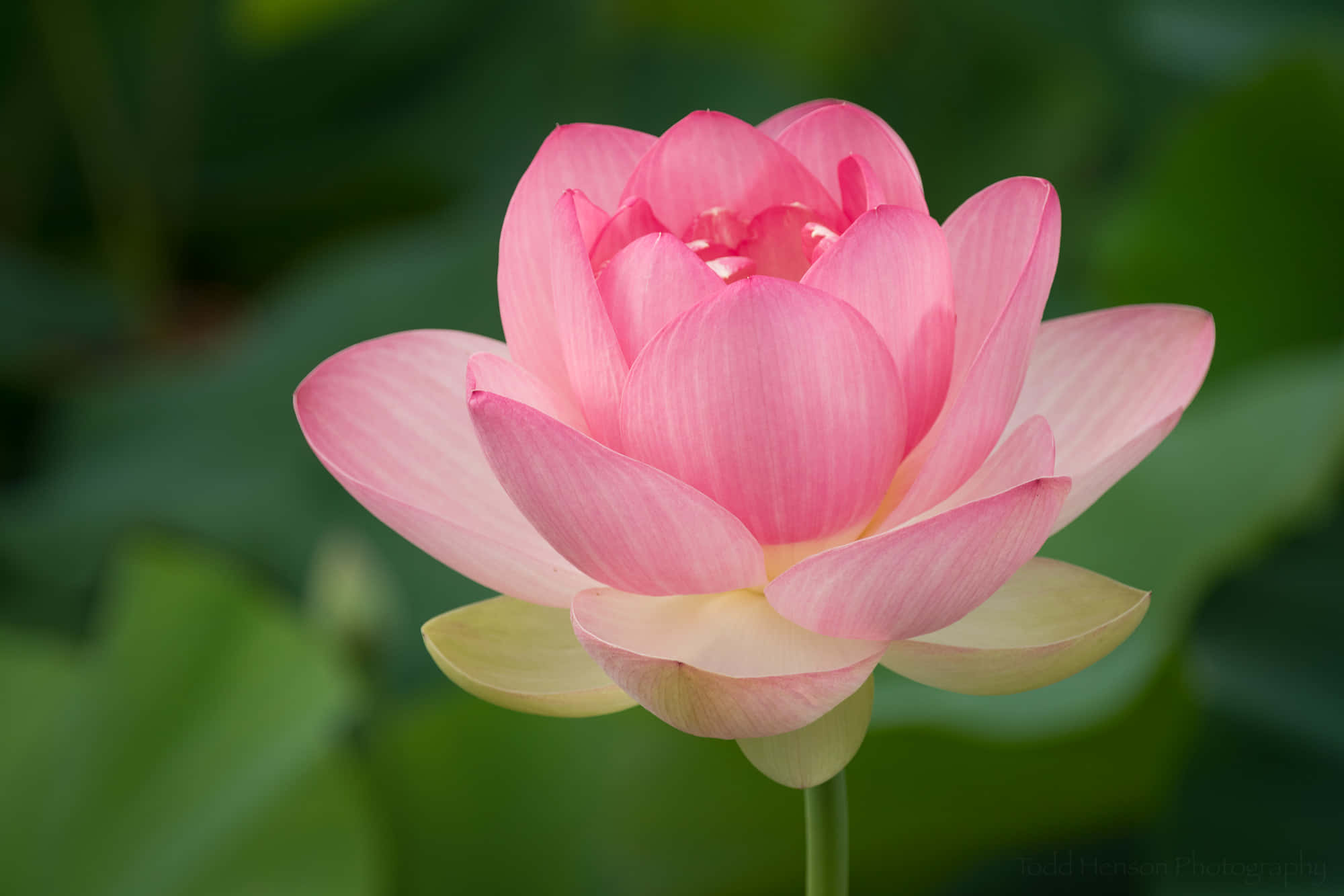 blooming flowers, pink lotus flower, green background, Full HD Desktop Wallpaper