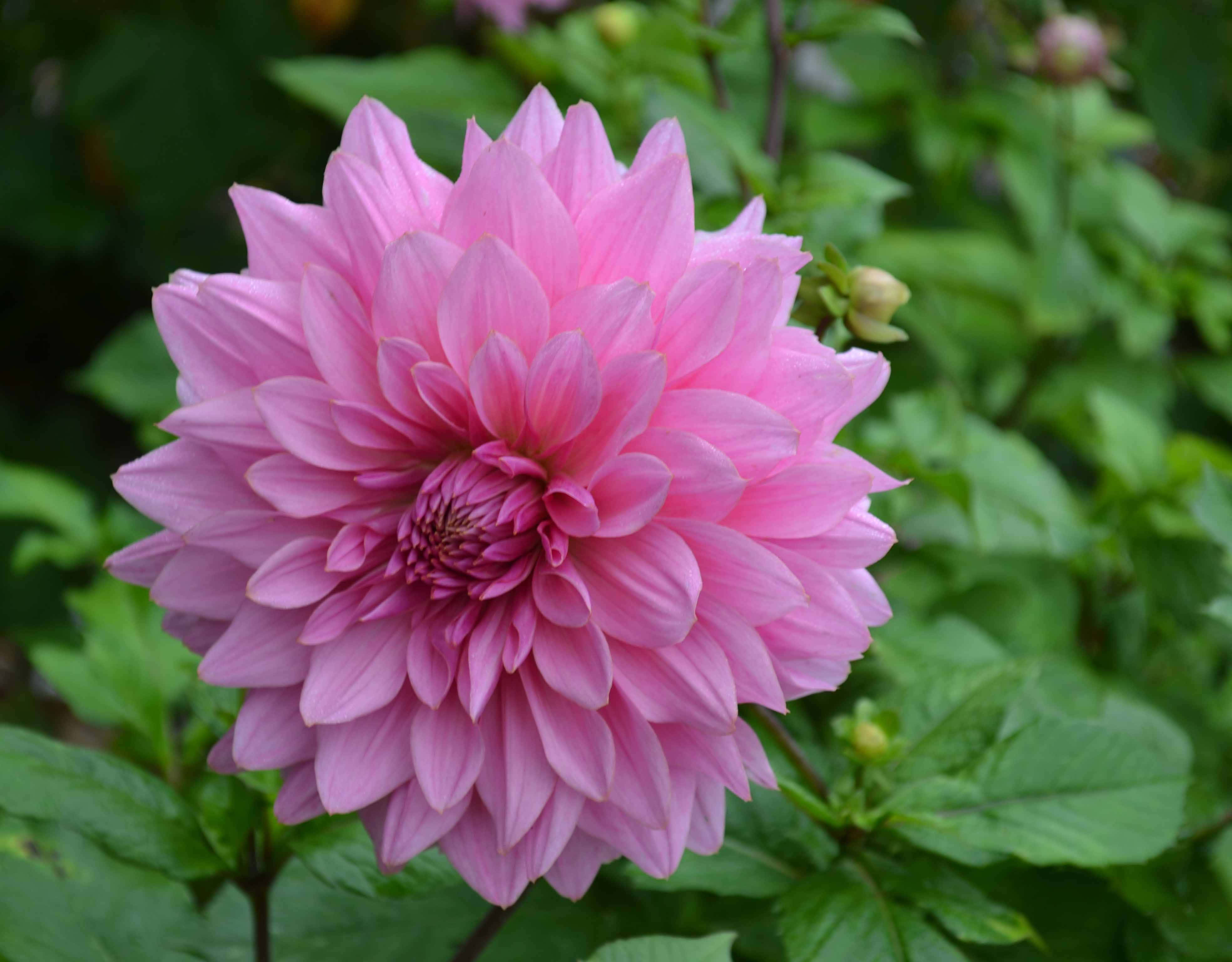 blooming flowers, pink dahlia, lush garden, 4K Desktop Wallpaper